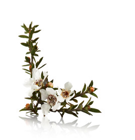 manuka-sprig-with-shadow-image